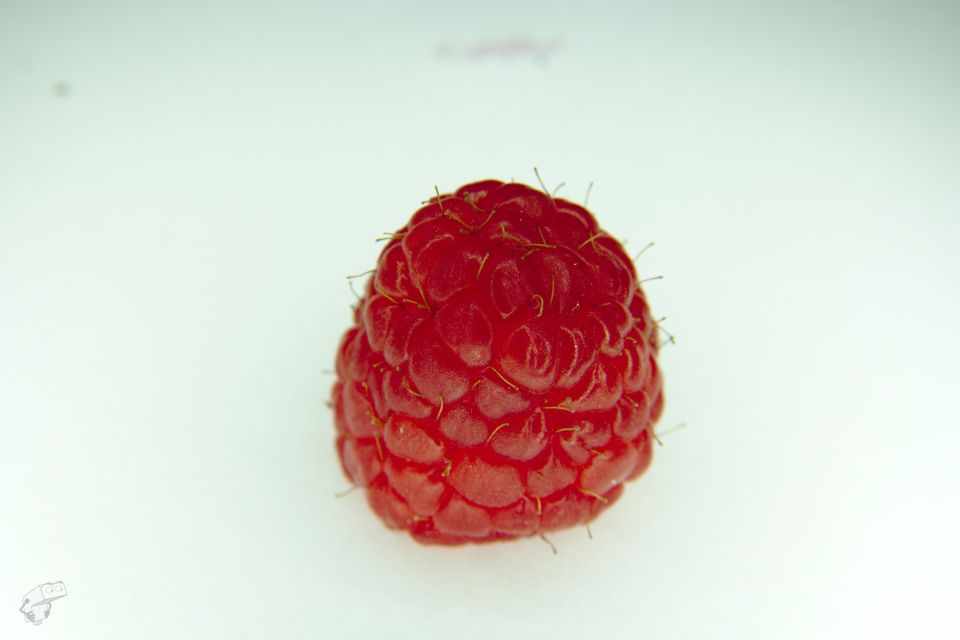 Makroa Fotgan loittorenkailla