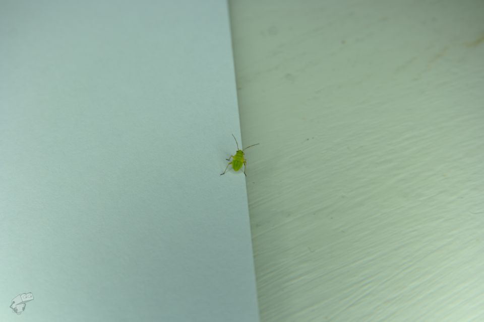 Makroa Fotgan loittorenkailla