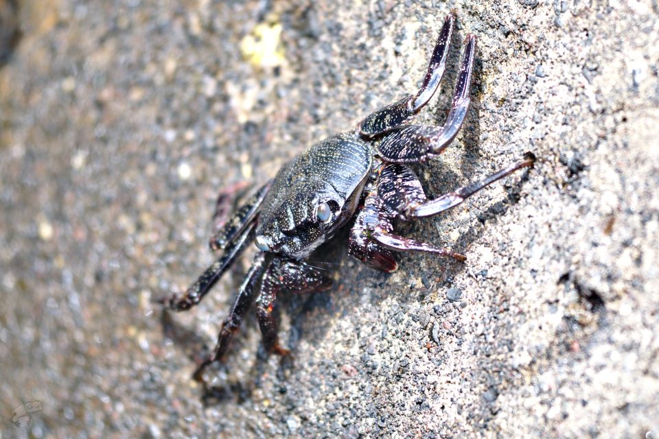 Rock Crab in Tenerife