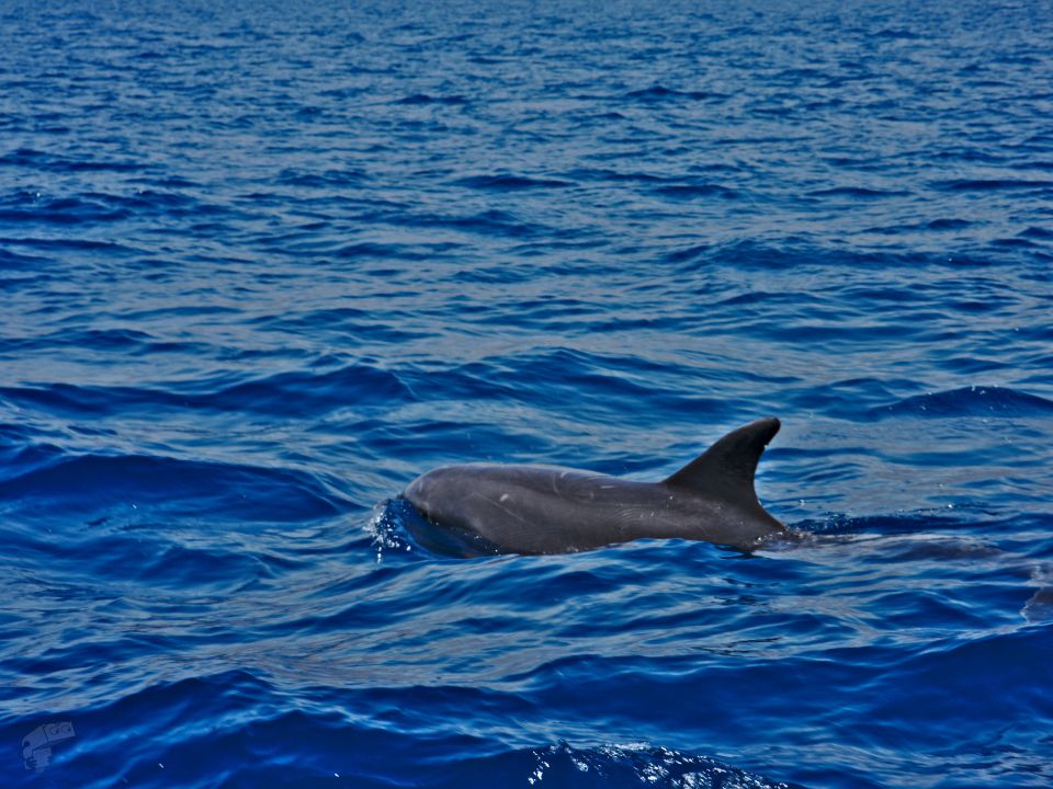 Dolphin