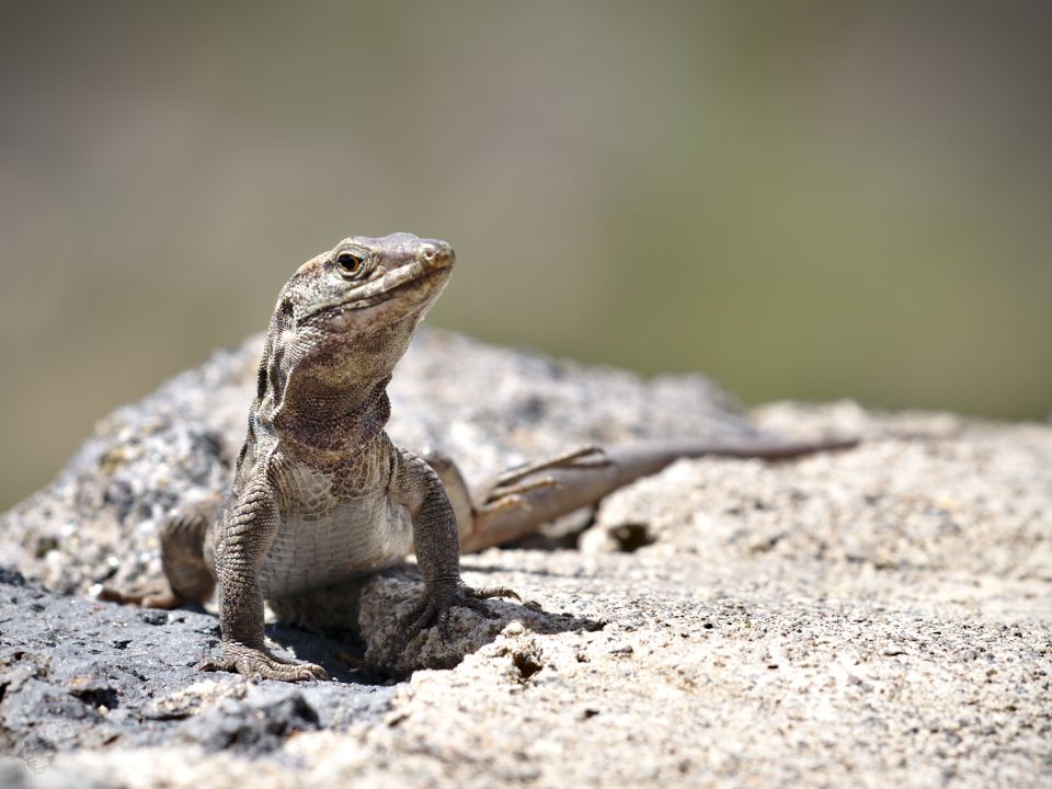 Small lizard in Masca Valley