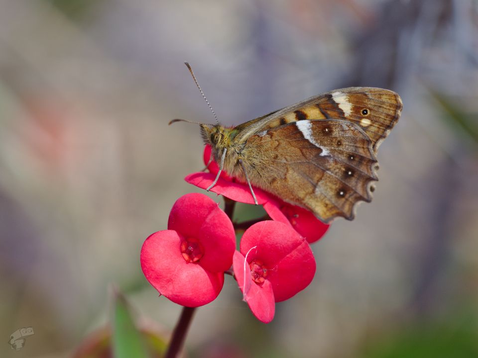 Butterfly in Masca Valley