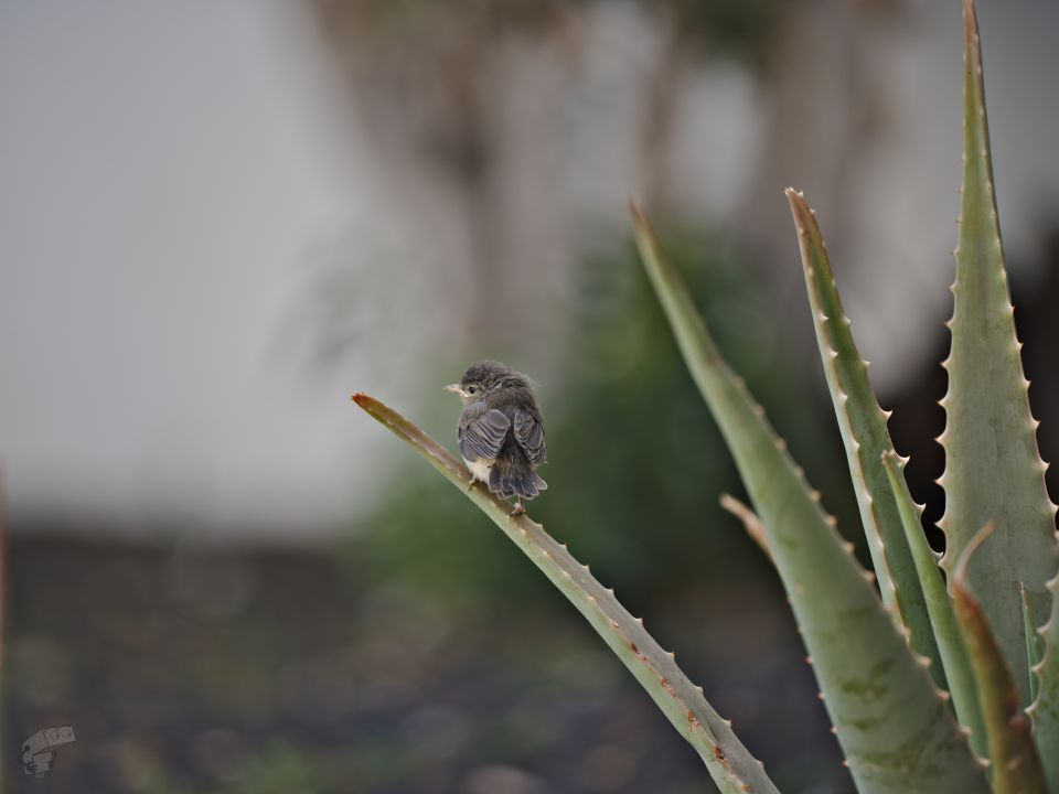 Tiny Sparrow