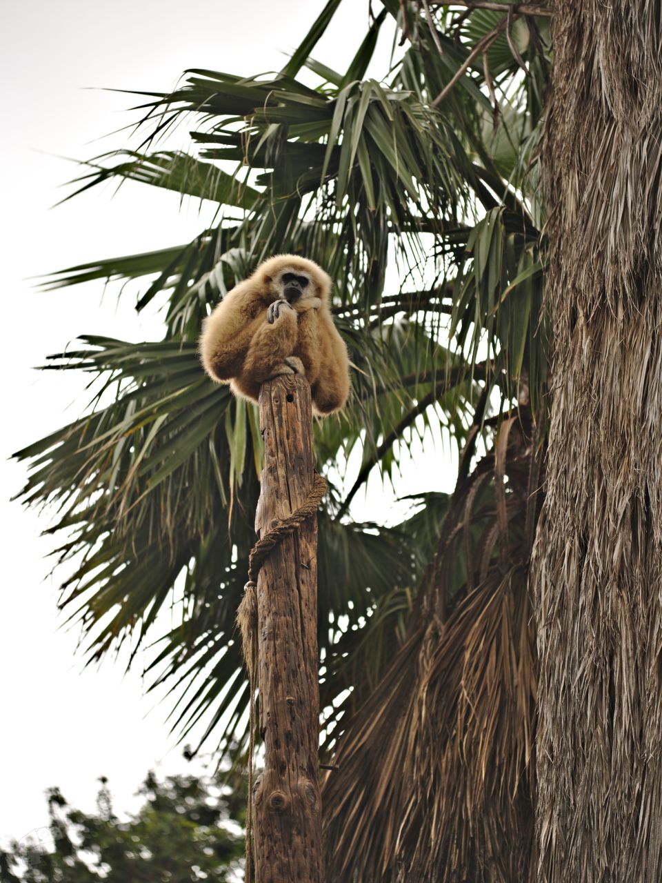Gibbon