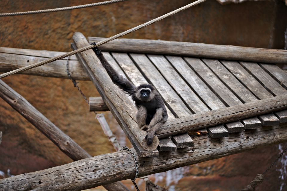 Gibbon
