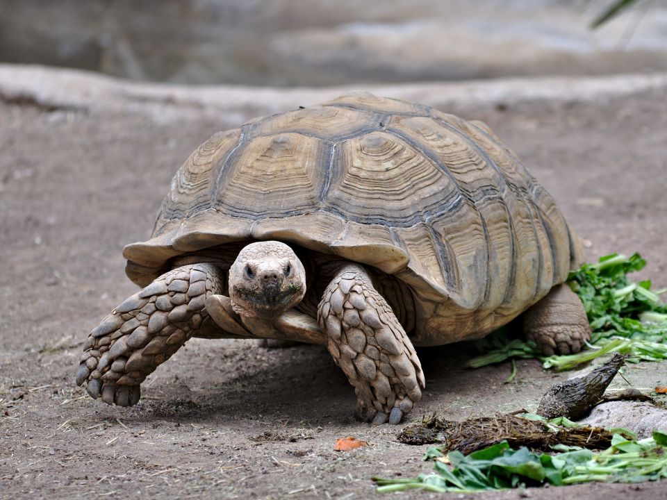 Turtle